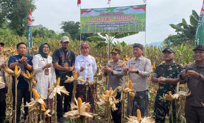 Panen Raya Jagung