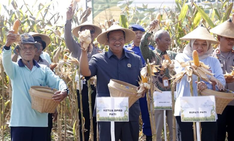 Panen Jagung