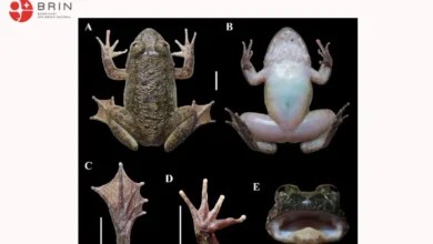 Di Pegunungan Meratus Kalimantan Ditemukan 2 Spesies Katak Baru