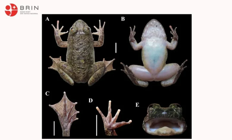 Di Pegunungan Meratus Kalimantan Ditemukan 2 Spesies Katak Baru